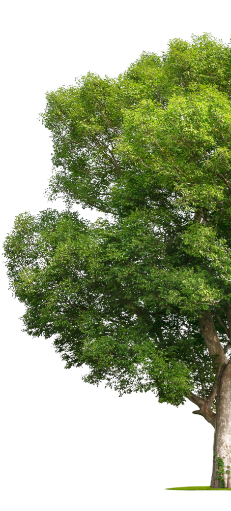 Arbol verde y grande