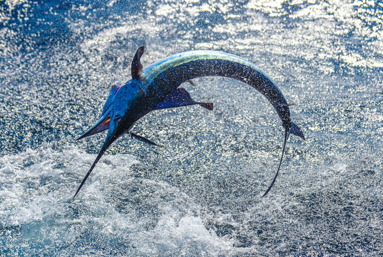 Fish caught on a fishing trip in Cabo San Lucas
