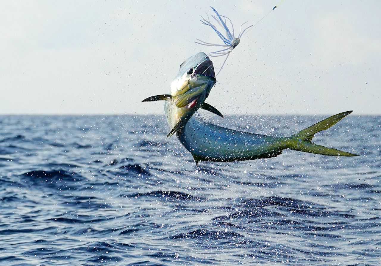 Fish Fishing in Cabo San Lucas
