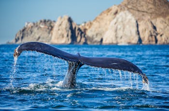 Whale Watching in Cabo San Lucas