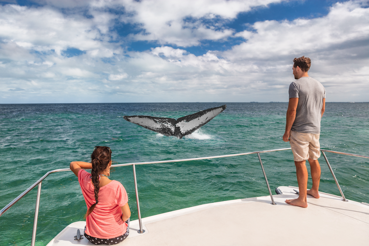 Whale Watching in Cabo San Lucas