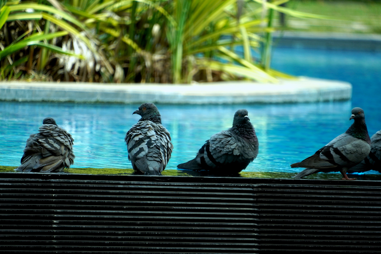 Fuente publica infestada de palomas