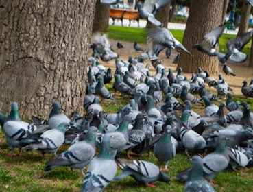 Parque publico con problemas de plagas de palomas