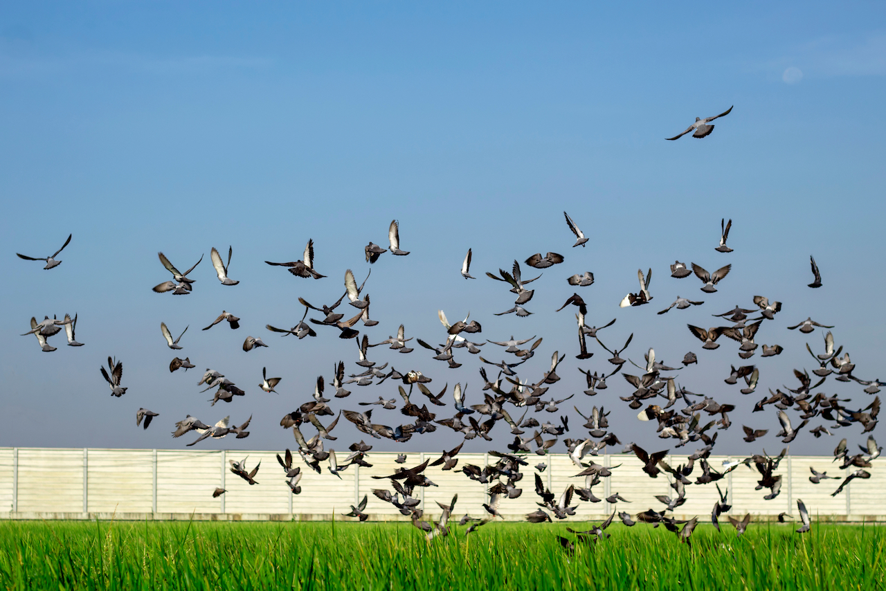 Sembradío con problemas de plagas de palomas