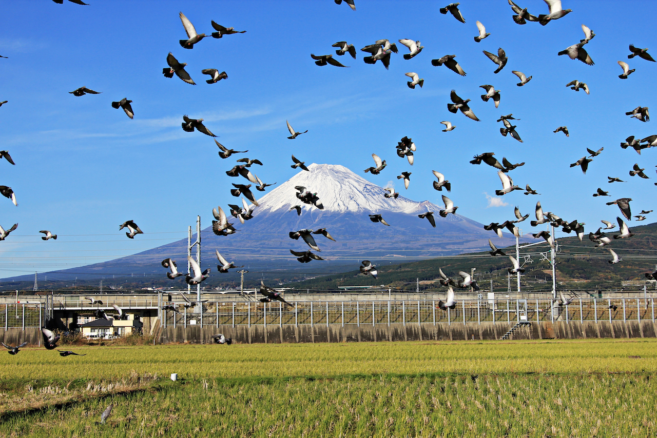 Sembradío con problemas de plagas de palomas