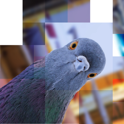 Cabo San Lucas Collage of experiences