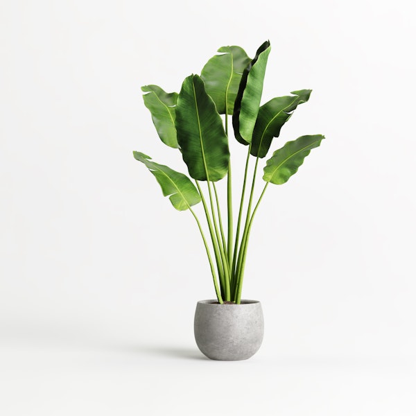 planta en espacio y maceta minimalista