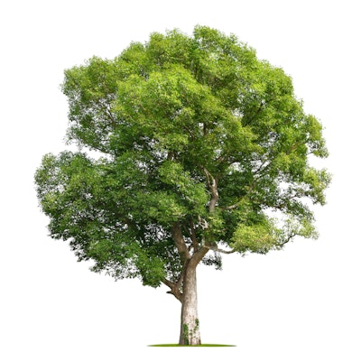 Arbol Verde para Interiorismo