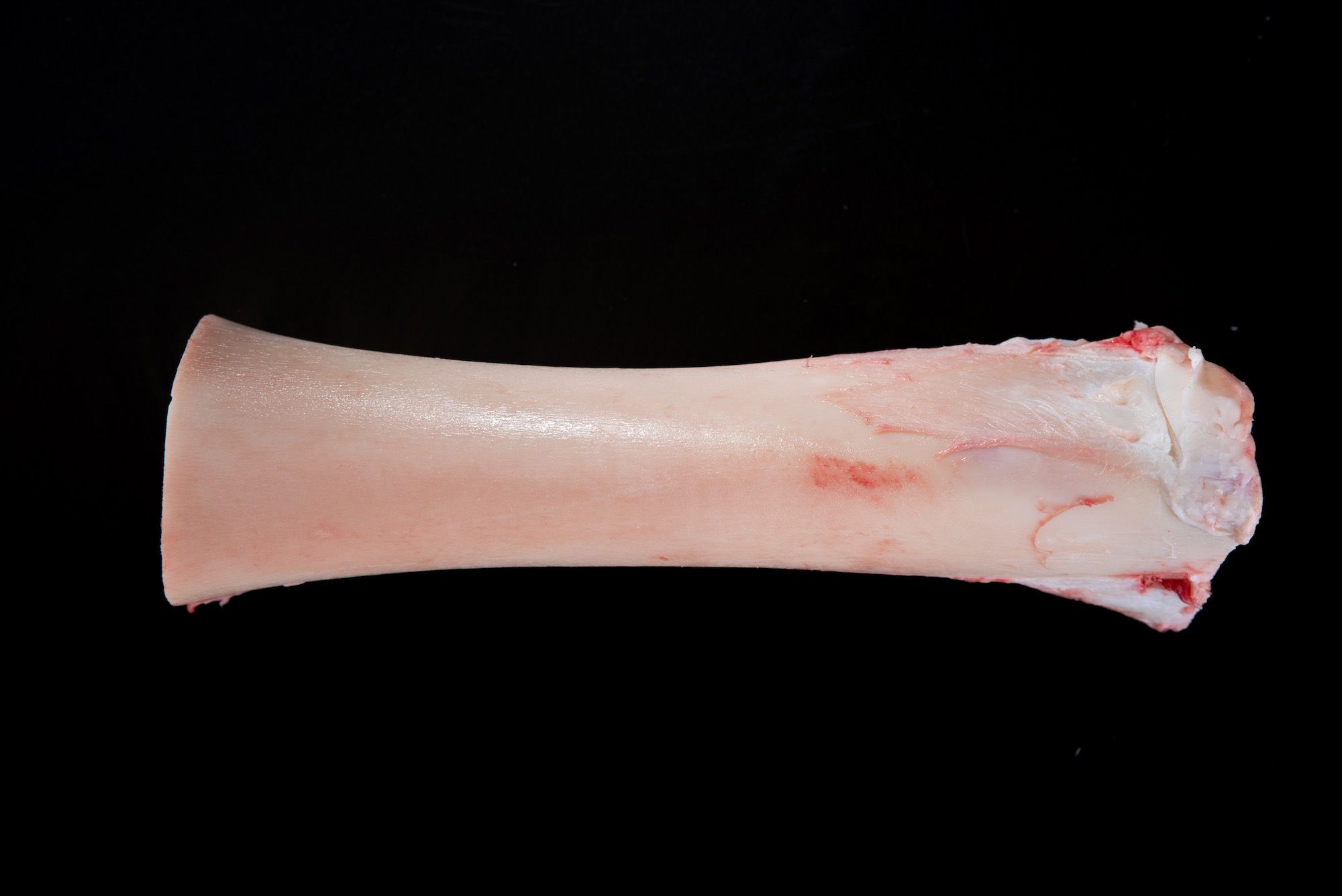 hueso tuetanero de novillo